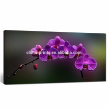 Floraison Butterfly Orchid Flowers Canvas Art / phalaenopsis Floral Canvas Print / zen Wall Pictures